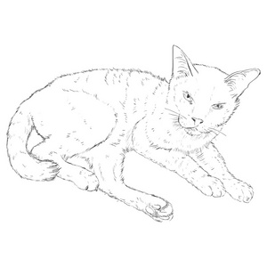 铅笔素描猫咪图片