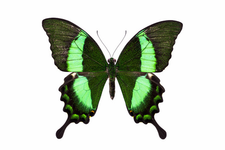 全身绿色的蝴蝶图片
