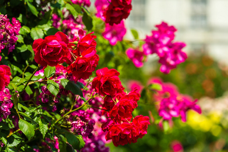 布什的一个花园里漂亮的玫瑰花