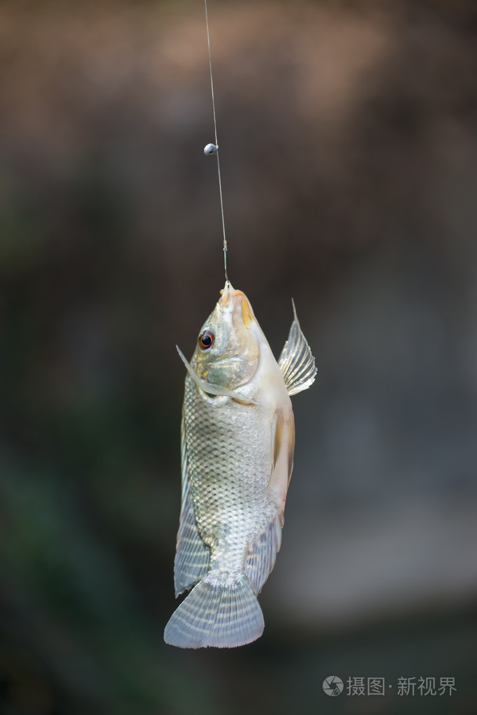 尼罗罗非鱼鱼挂在钩上