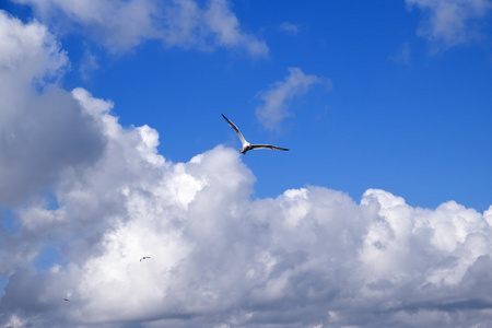 海鸥在蓝色的天空和云
