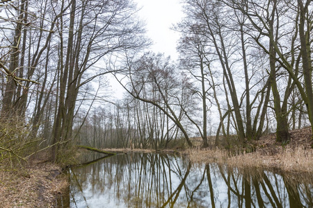 波兰春季森林中的河流