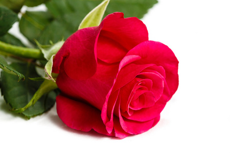 个 花白色背景上的一朵玫瑰 相似素材图片