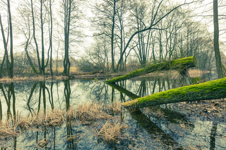 春天森林中的河流的复古图片