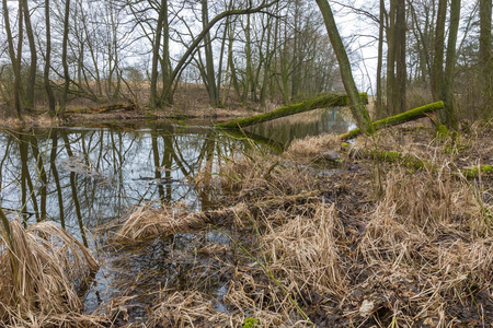 波兰春季森林中的河流