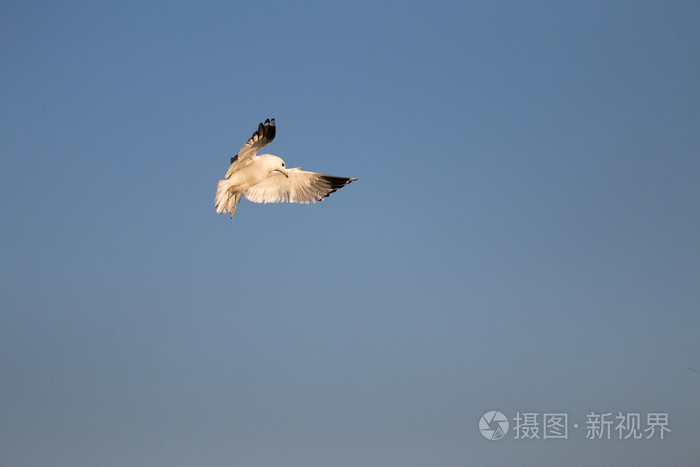 海鸥在天空中