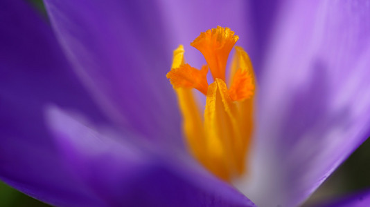 紫色雪花莲的微距拍摄
