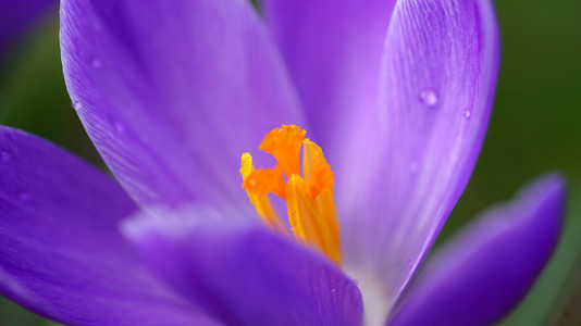 紫色雪花莲的微距拍摄照片