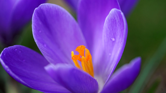 紫色雪花莲的微距拍摄