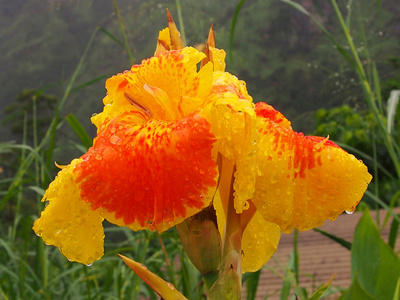 在雨中花