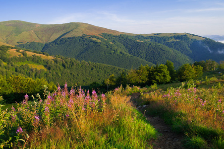 夏山风景用粉红色的花朵，在前景