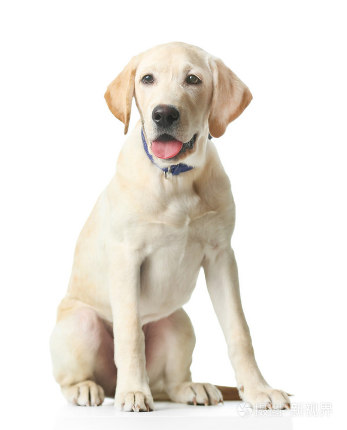 孤立的美丽拉布拉多犬照片-正版商用图片1mi4dh-摄图新视界