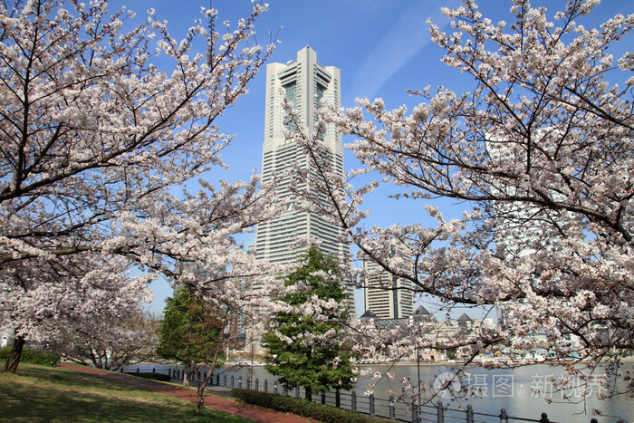 横滨地标塔和日本樱花