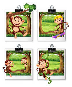 猴子在丛林中的四个帧
