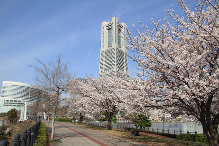 横滨地标塔和日本樱花