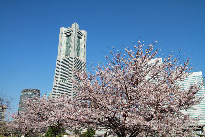 横滨地标塔和日本樱花