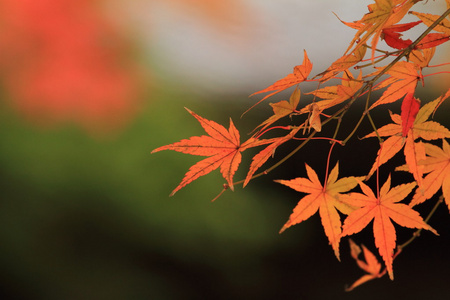 秋天的树叶在日本镰仓，Engaku 寺