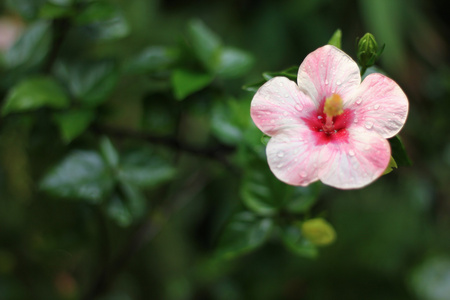 粉色芙蓉花