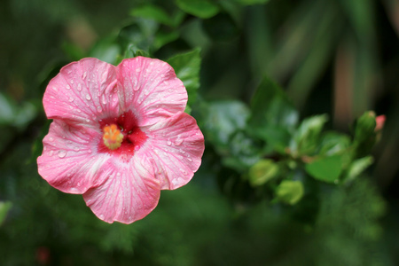 粉色芙蓉花