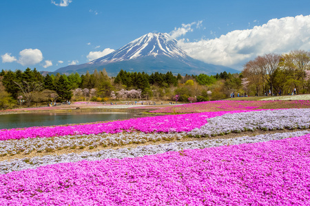 富士山和粉红色苔藓字段