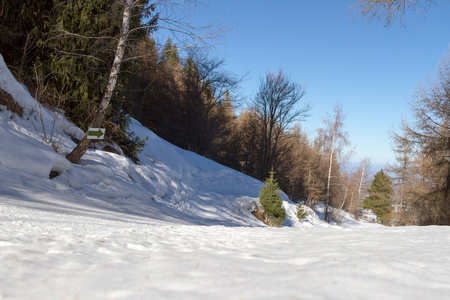 在树林里山滑雪