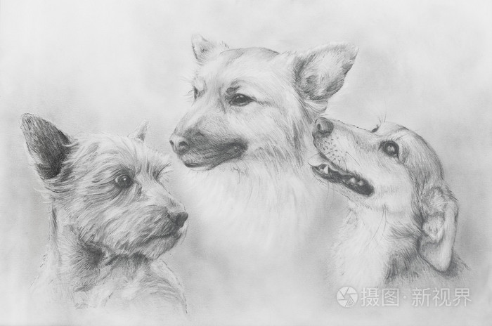 狗铅笔画旧纸狗肖像狗画像
