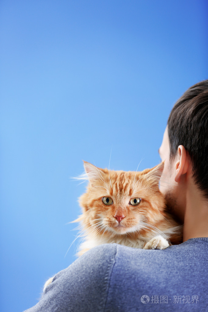 蓬松的红猫坐在男人的肩膀上