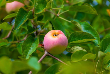 成熟的玫瑰苹果在一个花园关闭的树枝