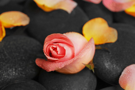 玫瑰，花瓣与水和黑色的石头，关闭