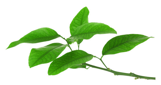 柑橘叶片图片-柑橘叶片素材-柑橘叶片插画-摄图新视界