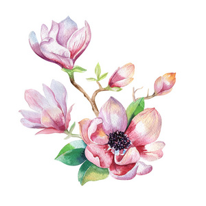 绘画作品玉兰花壁纸。手绘水彩花卉