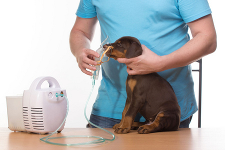 Veterinar 和小狗与吸入剂吸入器