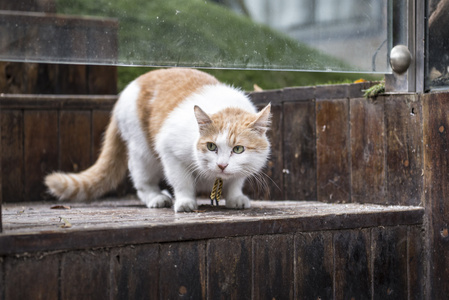 可爱的小猫咪