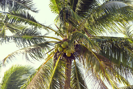 椰林与成熟的椰子夏天