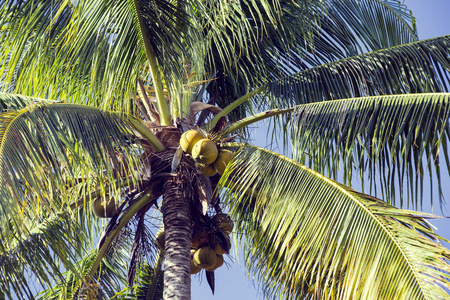椰林与成熟的椰子夏天