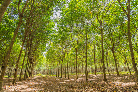 hdr 过滤器中的橡胶树养殖场排