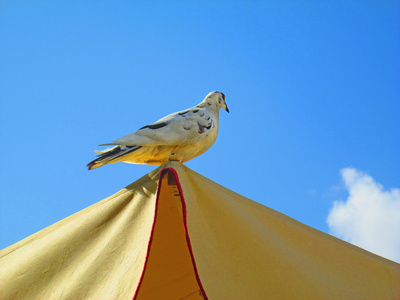 在阳伞上的白鸽蓝天背景