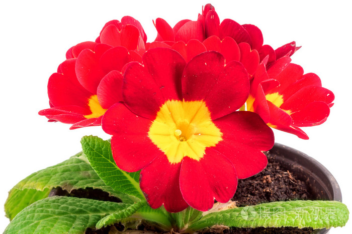 红春樱草花 报春夜来香在白色照片 正版商用图片1miinu 摄图新视界