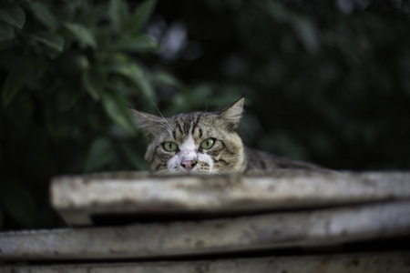 街头的老板手表猎物