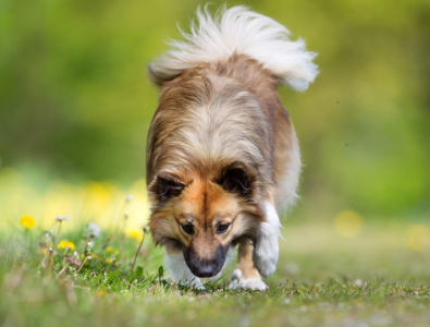 冰岛牧羊犬在户外