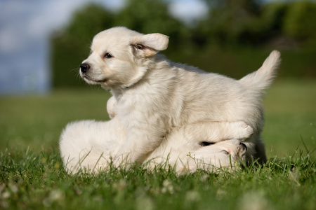 年轻的黄金猎犬小狗在外面玩