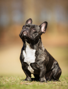 法国斗牛犬在户外