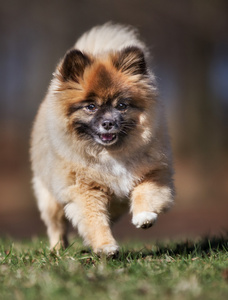 在户外的博美犬狗