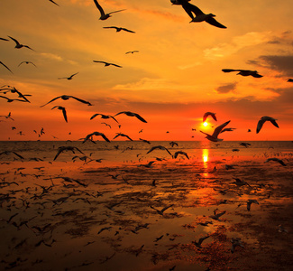 日落海飞海鸥