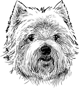 苏格兰梗犬图片