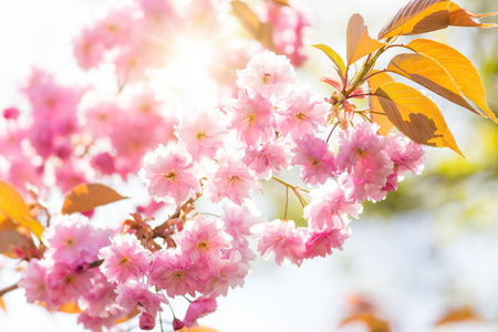 vren grnsen bakgrunden med rosa blomma