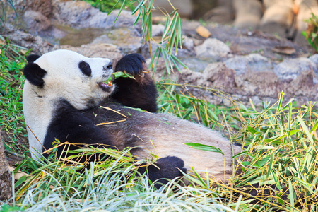 熊猫的野生动物图片