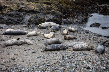 太平洋海豹在石滩上