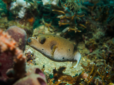 同时在菲律宾潜水 Blackspotted 河豚