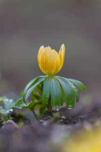 Eranthis hyemalis 盛开